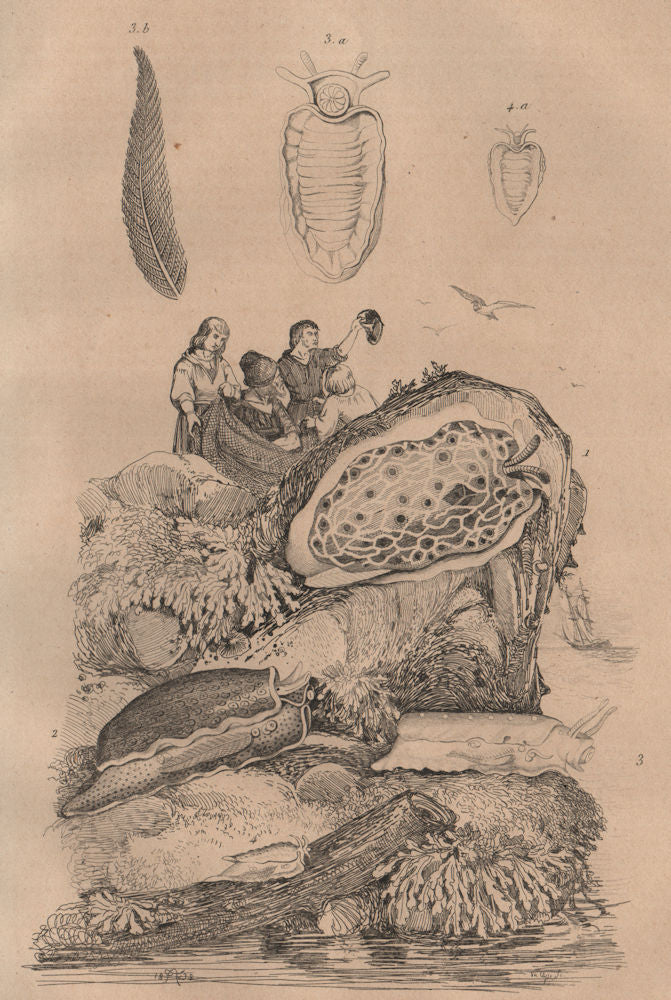 PLEUROBRANCHES. Sea slugs. Reticulé. de Péron. ponclué. Cornu (Horned) 1834